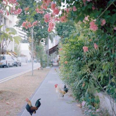 管家婆期期四肖四码中特管家app下载