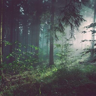 威斯尼斯wns888入口官方版下载